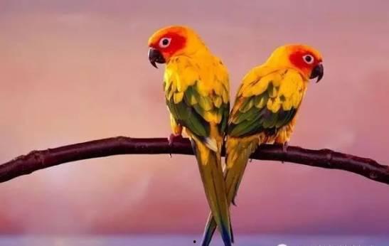 搞笑鹦鹉爆料视频下载大全,笑料百出,欢乐无限 第2张 搞笑鹦鹉爆料视频下载大全,笑料百出,欢乐无限 第2张