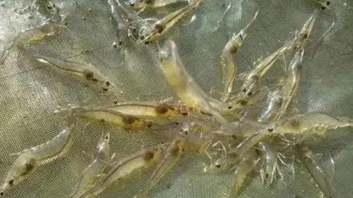 养殖对虾爆料怎么做视频,视频制作攻略全解析 第3张 养殖对虾爆料怎么做视频,视频制作攻略全解析 第3张