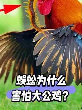 大公鸡视频在线观看 第3张 大公鸡视频在线观看 第3张